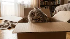 Varför katter är så nyfikna – det handlar om mer än bara intresse för nya saker