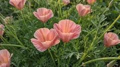 Lättskött rabatt: blommor som du kan så direkt i marken